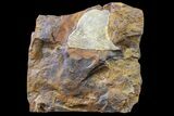 Fossil Ginkgo Leaf From North Dakota - Paleocene #163211-1
